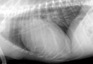 Lateral thoracic radiograph of a dog with PDA